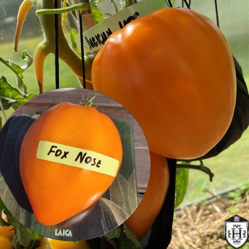 Solanum lycopersicum 'Fox Nose' - Harilik tomat 'Fox Nose'